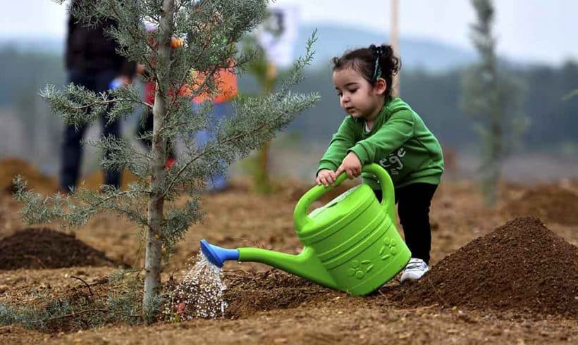 Plant a Tree Plant a Tree