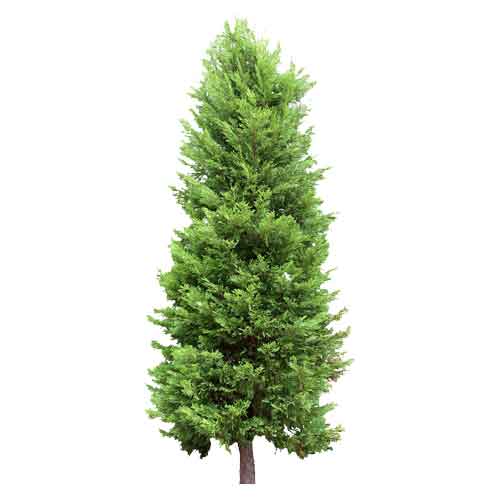 Gift a Fir tree to help natural habitat
