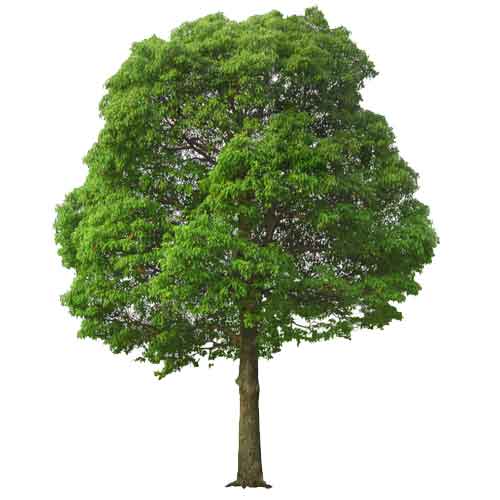Plant an Oak tree as a gift
