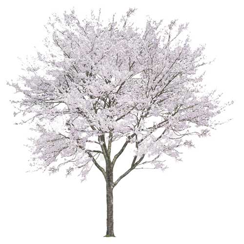 Wild cherry trees, your gift this Christmas