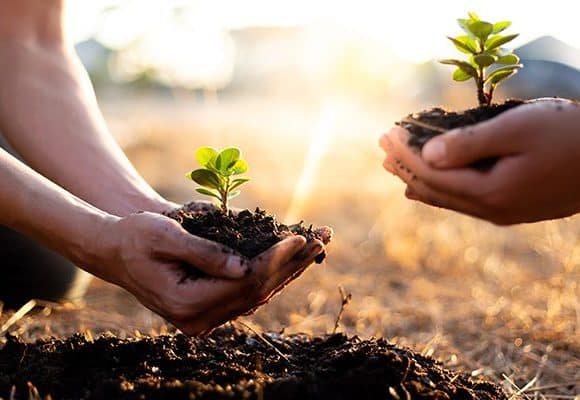 10 Facts about Trees