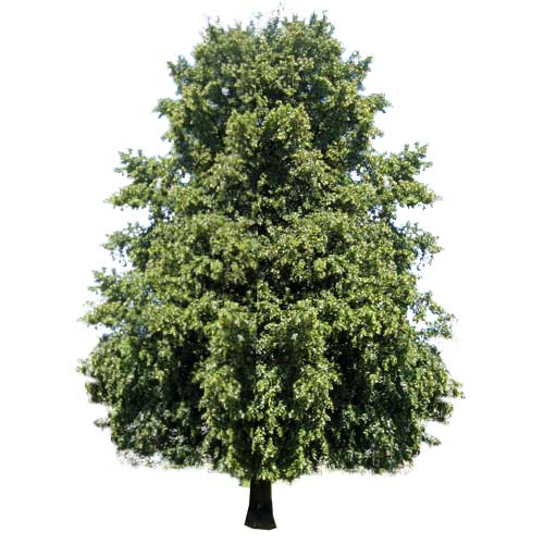 Plant a Lime Tree as a gift