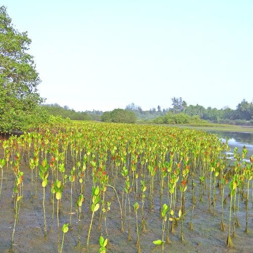 Plant 1000 Mangrove trees in Madagascar