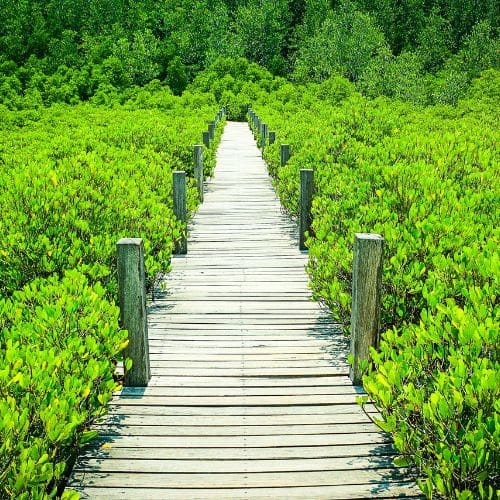 Gift the ultimate eco-gift to the planet and your friends