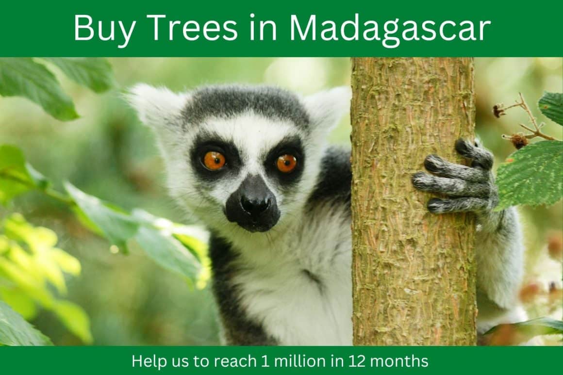 The Perfect Eco-Gift – Tree Planting in Madagascar