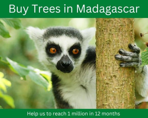 The Perfect Eco-Gift – Tree Planting in Madagascar