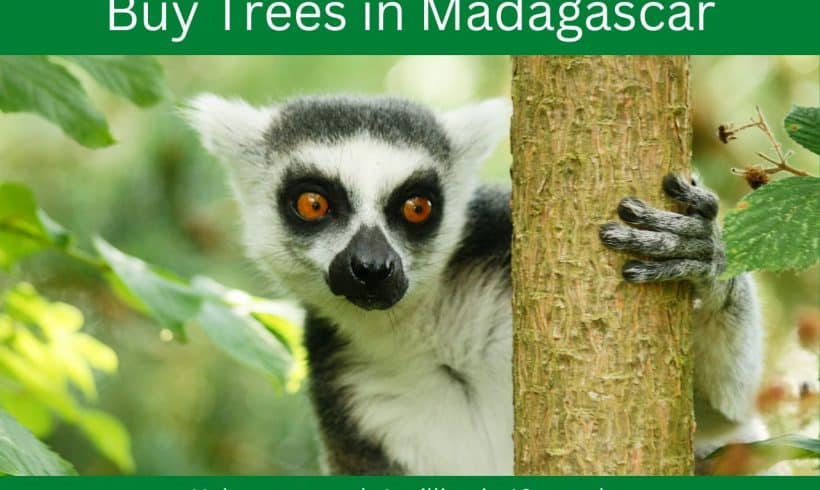The Perfect Eco-Gift – Tree Planting in Madagascar The Perfect Eco-Gift – Tree Planting in Madagascar