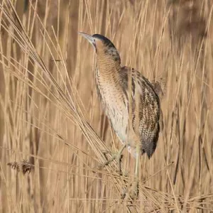 Tree planting is good for nature