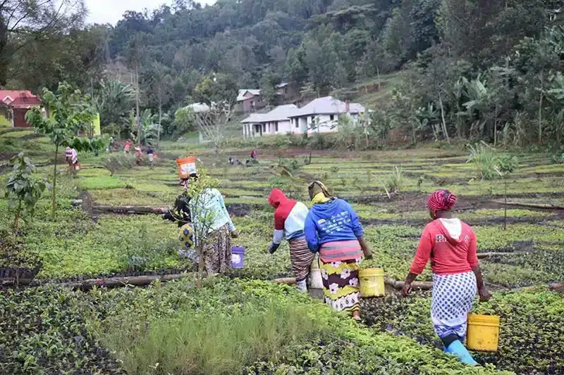 Tree nursery in Africa