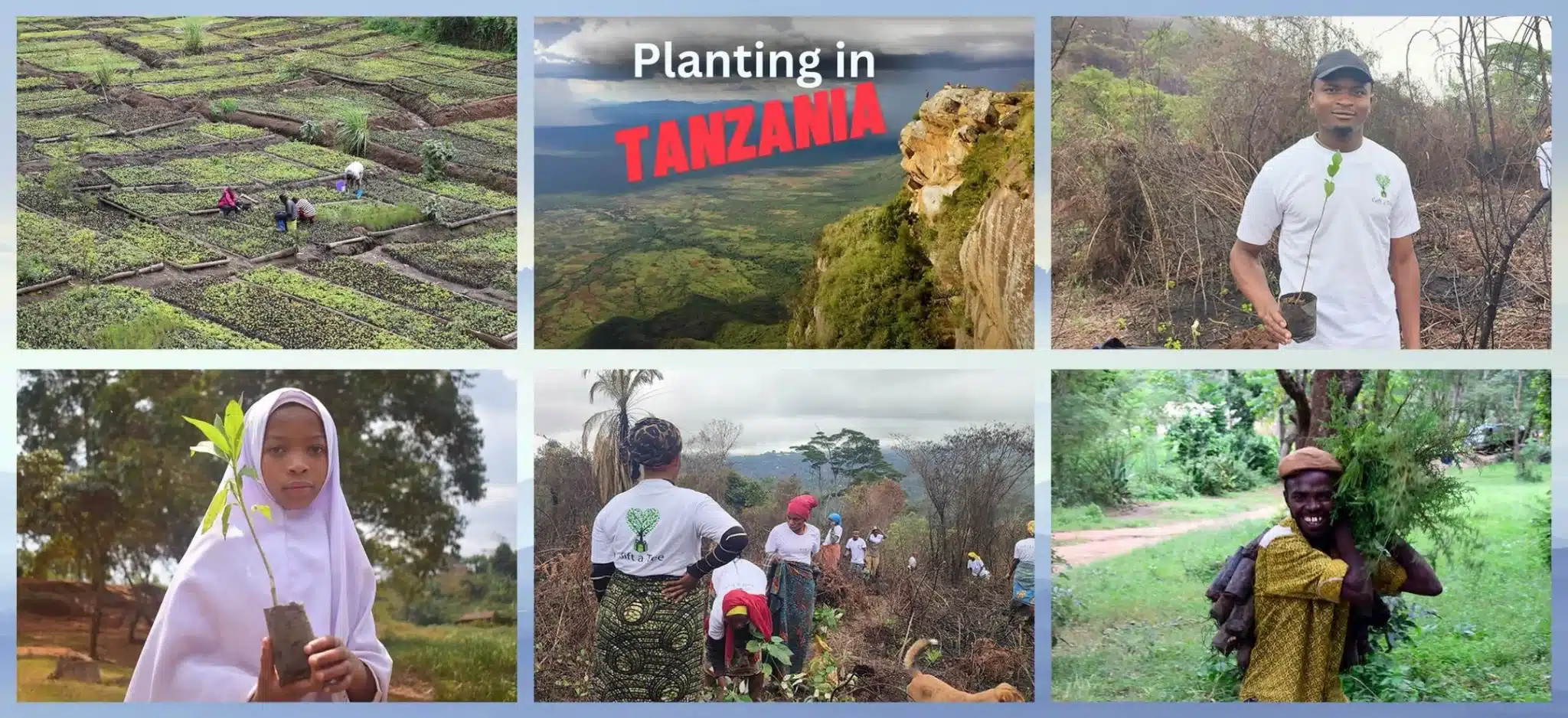 International Tree Planting